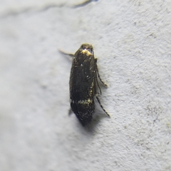 Nepticuloidea