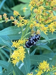 Eristalis dimidiata