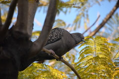 Patagioenas maculosa