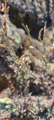 Eriogonum wrightii
