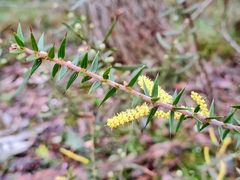 Acacia oxycedrus