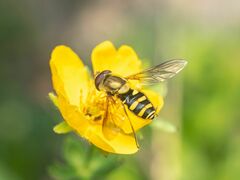 Syrphus