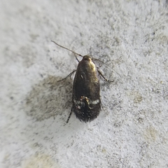 Nepticuloidea