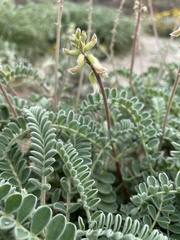 Astragalus nuttallii