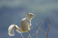 Otospermophilus variegatus