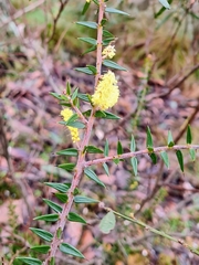 Acacia oxycedrus