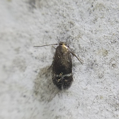 Nepticuloidea