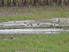 Limosa limosa