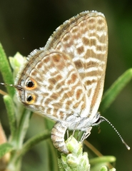 Leptotes pirithous