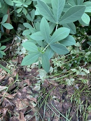 Baptisia