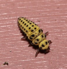 Psyllobora vigintiduopunctata