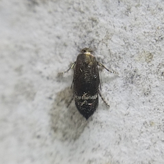 Nepticuloidea