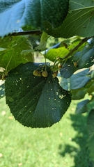 Tilia americana