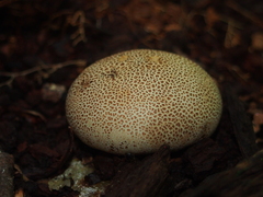 Scleroderma areolatum
