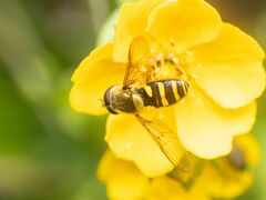 Syrphus