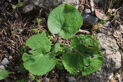 Petasites pyrenaicus