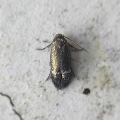 Nepticuloidea