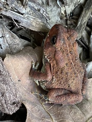 Anaxyrus americanus