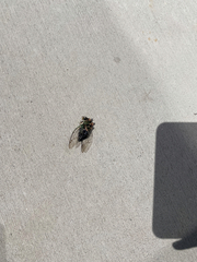 Neotibicen pruinosus