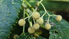 Tilia americana