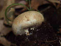 Scleroderma areolatum