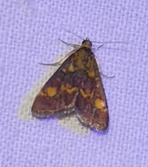 Pyrausta aurata