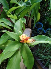 Costus pictus