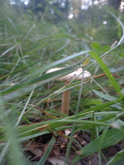 Amanita crocea