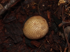 Scleroderma areolatum