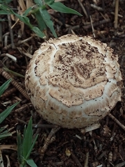 Chlorophyllum brunneum