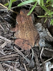 Anaxyrus americanus
