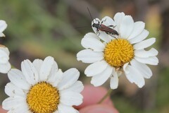 Tanacetum corymbosum