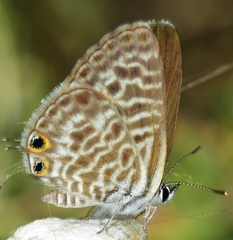 Leptotes pirithous