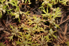 Saxifraga