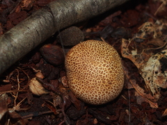 Scleroderma areolatum