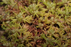 Saxifraga