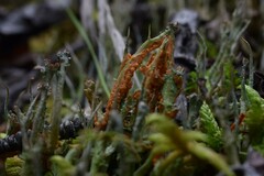 Cladonia gracilis