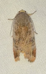 Noctua janthina