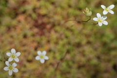 Saxifraga