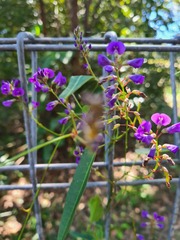 Hardenbergia violacea