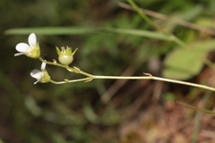 Saxifraga