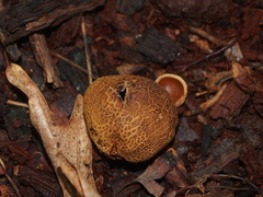 Scleroderma areolatum