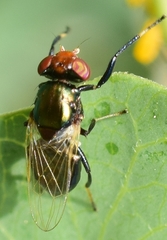 Physiphora alceae