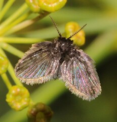 Psychodinae