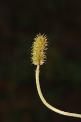 Ranunculus spicatus image
