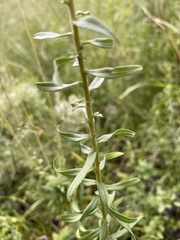 Solidago tortifolia