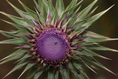 Carduus macrocephalus