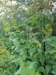 Silphium perfoliatum