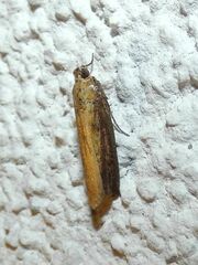 Oncocera semirubella