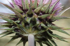 Carduus macrocephalus